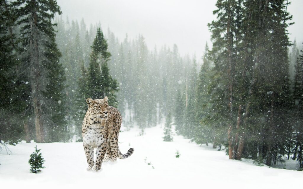leopard, snow leopard, snow-1647940.jpg